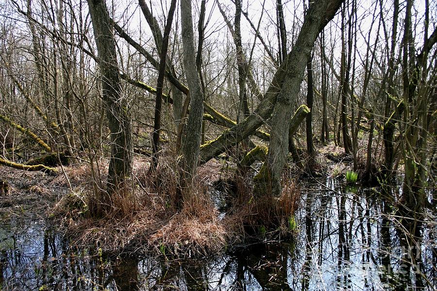 Swamp Photograph by Susanne Baumann