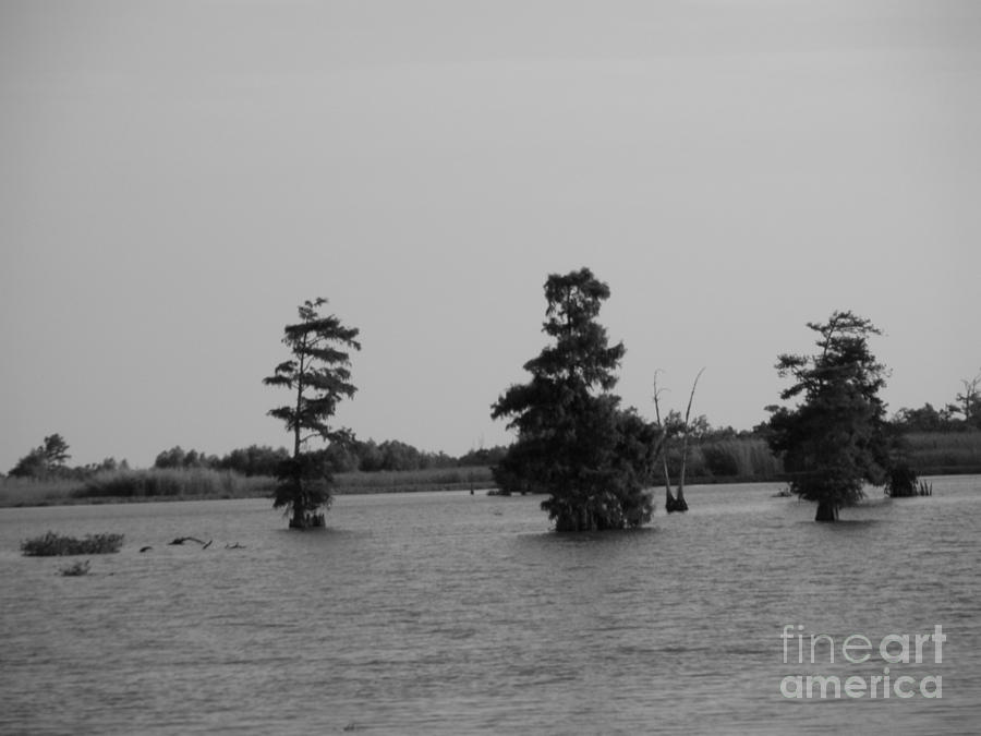 Swamp Tall Cypress Trees Black and White Photograph by Joseph Baril