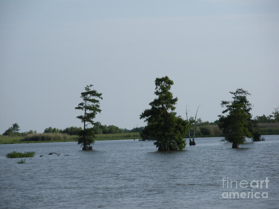 Swamp Tall Cypress Trees  Photograph by Joseph Baril