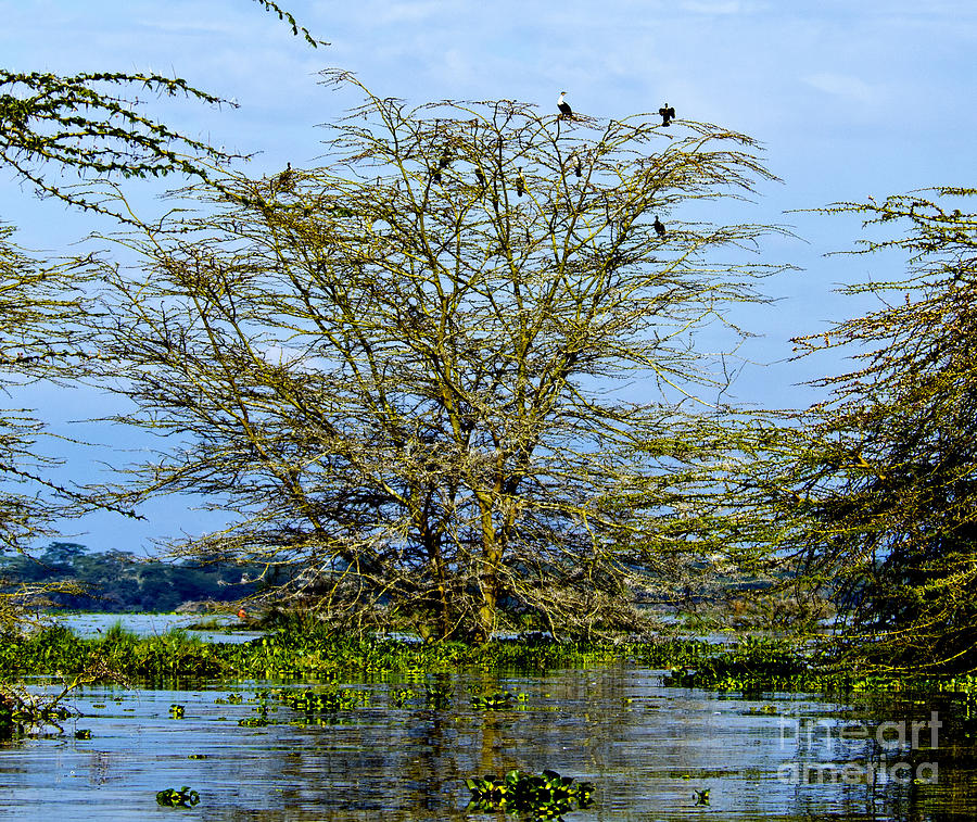 Swamp Tree Digital Art by Pravine Chester