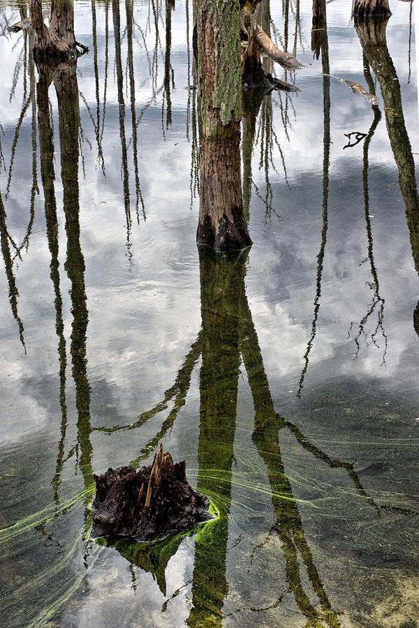 Swamp Trees and Reflections Photograph by Gary Slawsky