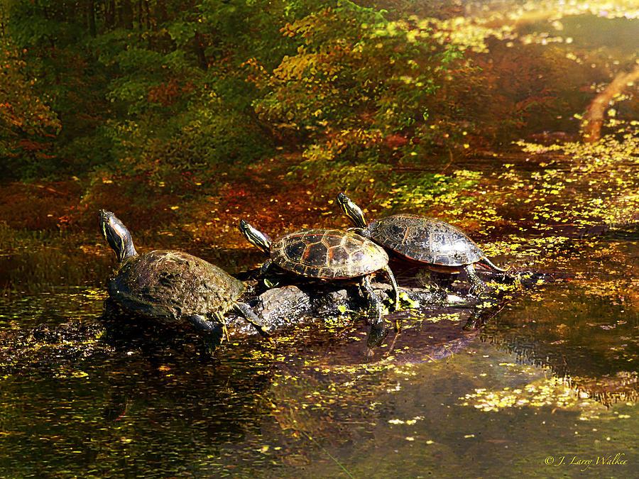 Swamp Turtles Digital Art by J Larry Walker