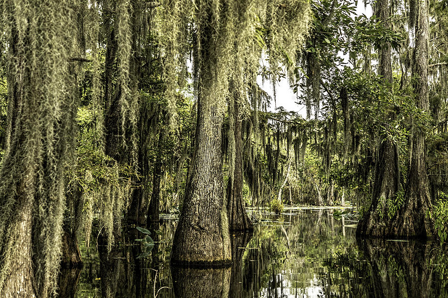 Swamp View Photograph by Janet Fikar - Fine Art America