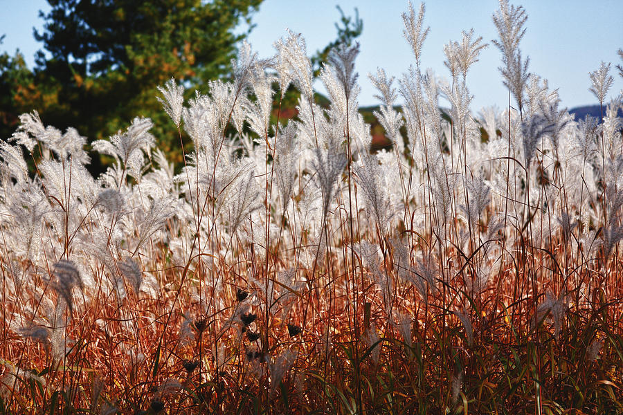 Swamp Weeds Photograph by Mahlon Sabo - Fine Art America