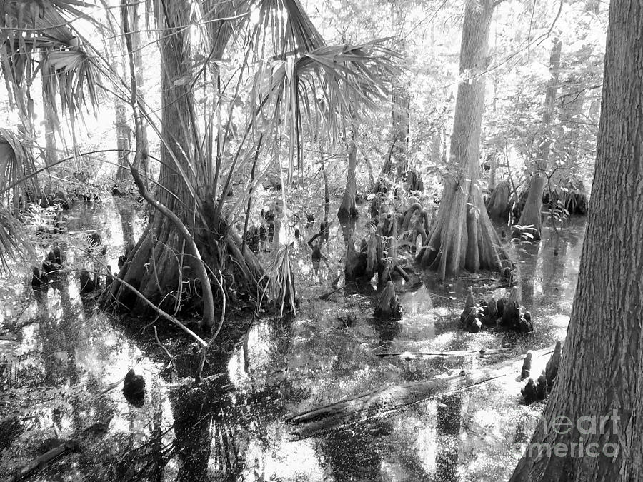 Swampland Photograph