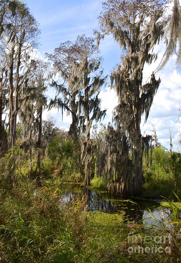 Tree Photograph - Swampland in Florida by Carol  Bradley