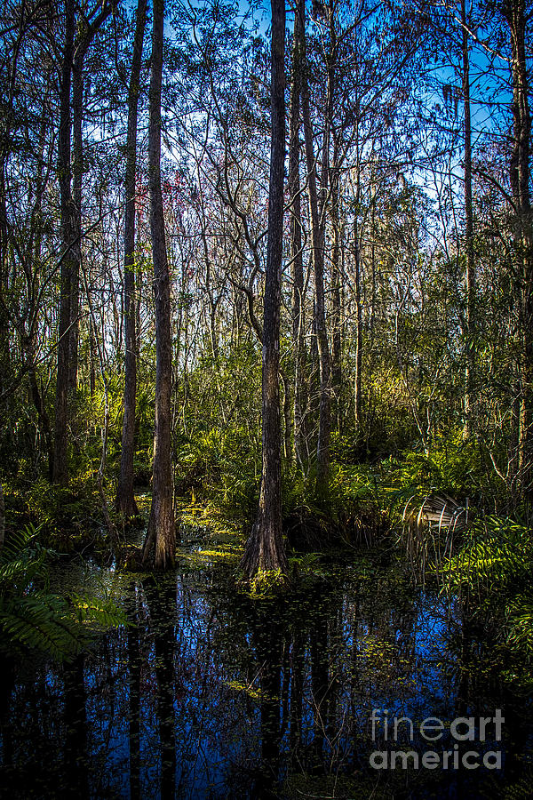 Swampland Photograph by Marvin Spates