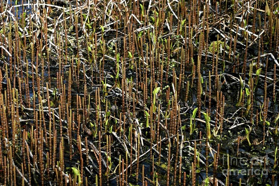 Swampplants Photograph by Susanne Baumann