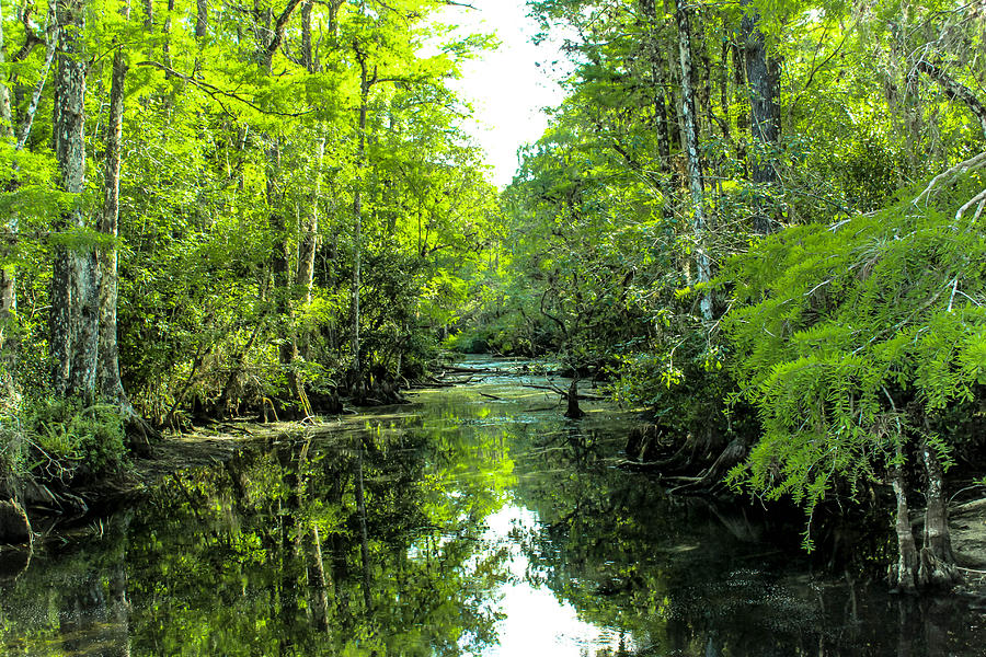 Swamps in the Everglades Photograph by George Kenhan