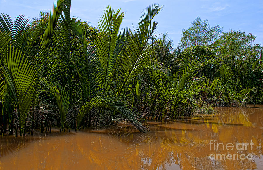 Swamps Of The Mekong Delta Photograph by Bill Bachmann