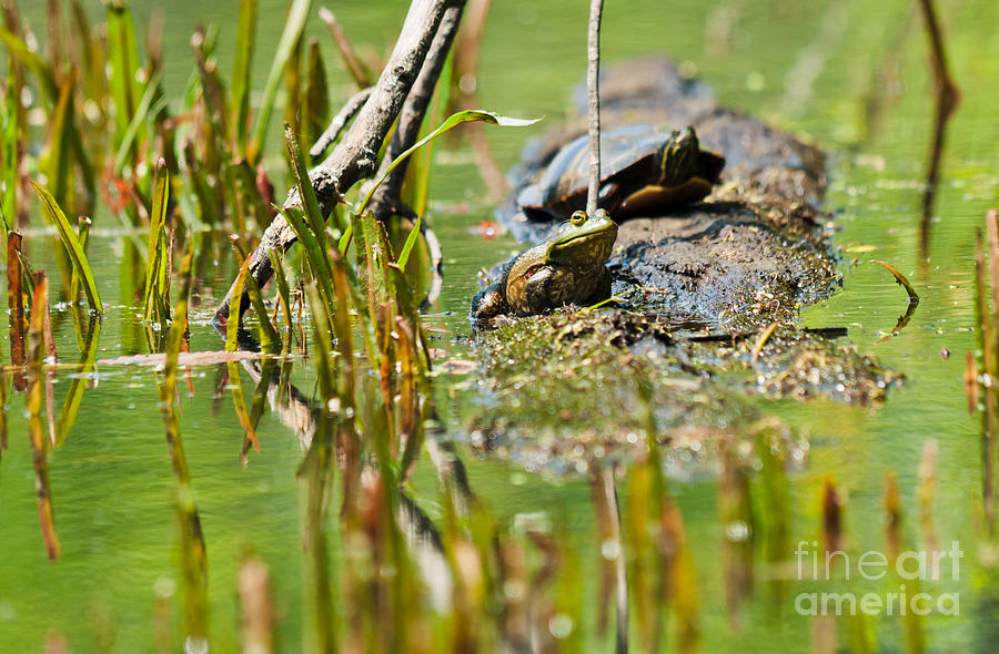 Swampy Scene Photograph by Cheryl Baxter