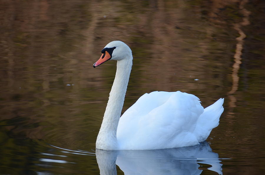 Swan 1 Photograph by Ricardo Dominguez