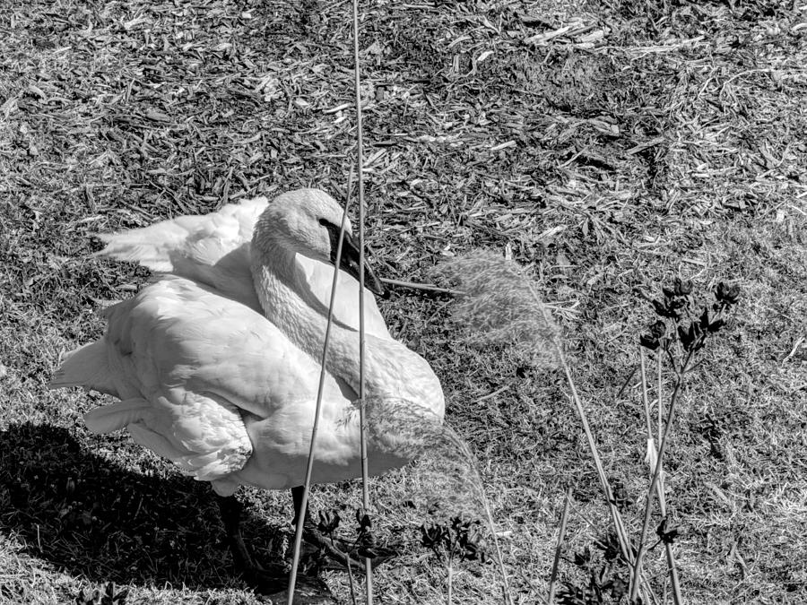 Nature Photograph - Swan 2 Black and White by John Straton