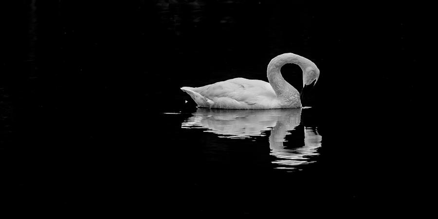 Swan 2 Photograph by David Downs