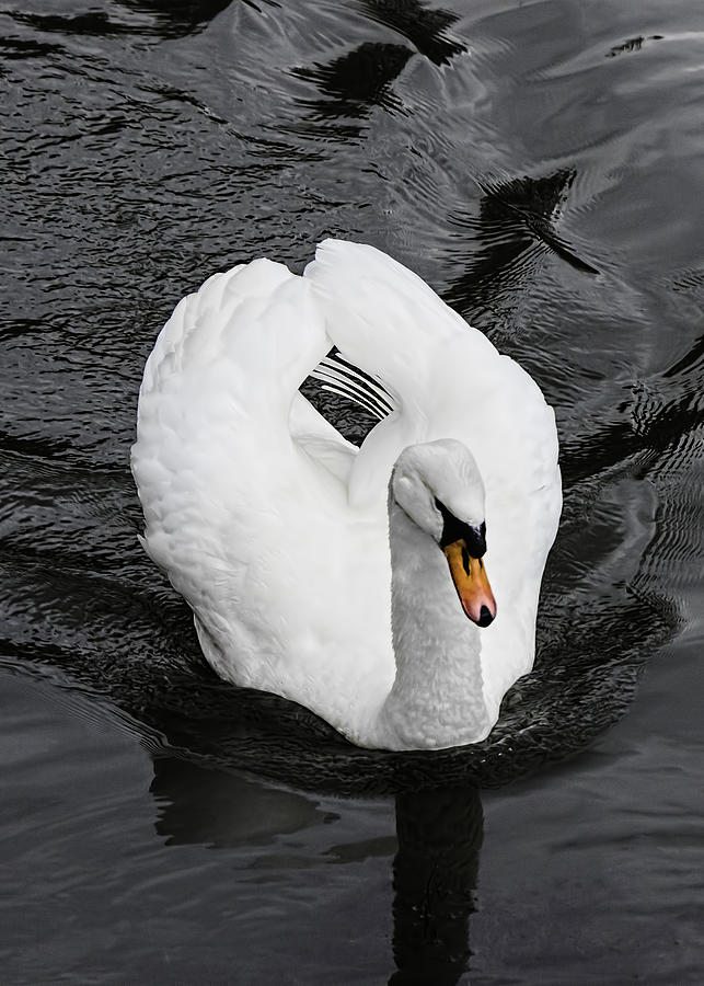 Swan 2 Photograph