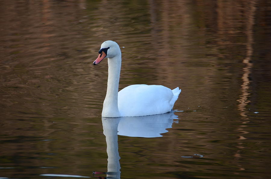 Swan 4 Photograph by Ricardo Dominguez