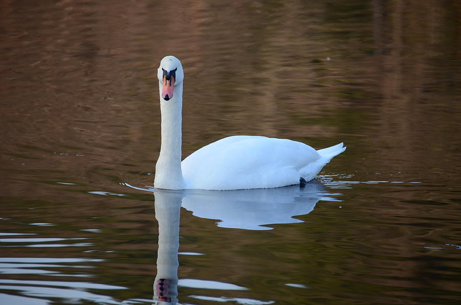 Swan 5 Photograph by Ricardo Dominguez