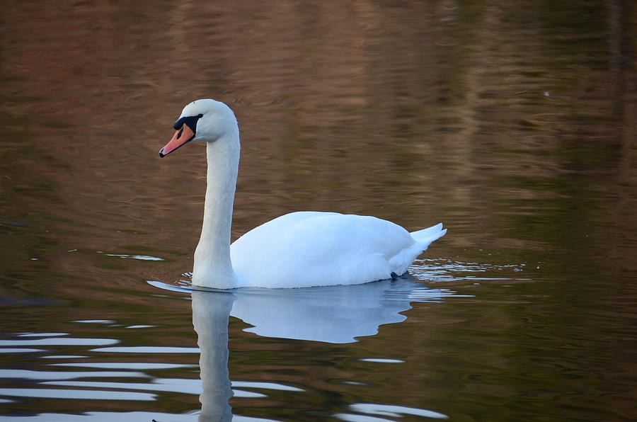 Swan 6 Photograph by Ricardo Dominguez