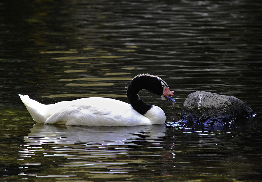Swan a-Swimming Photograph by Christi Kraft