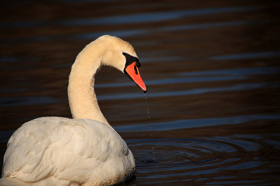 Swan Action Photograph by Karol Livote