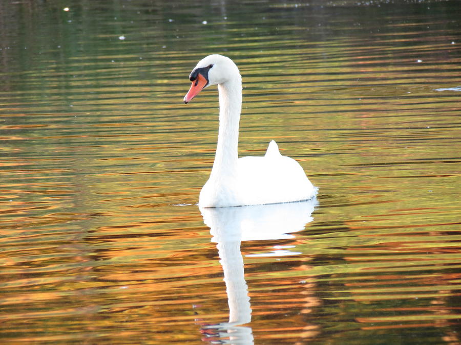 Swan Photograph - Swan And A Golden Pond by Kenneth Hovind