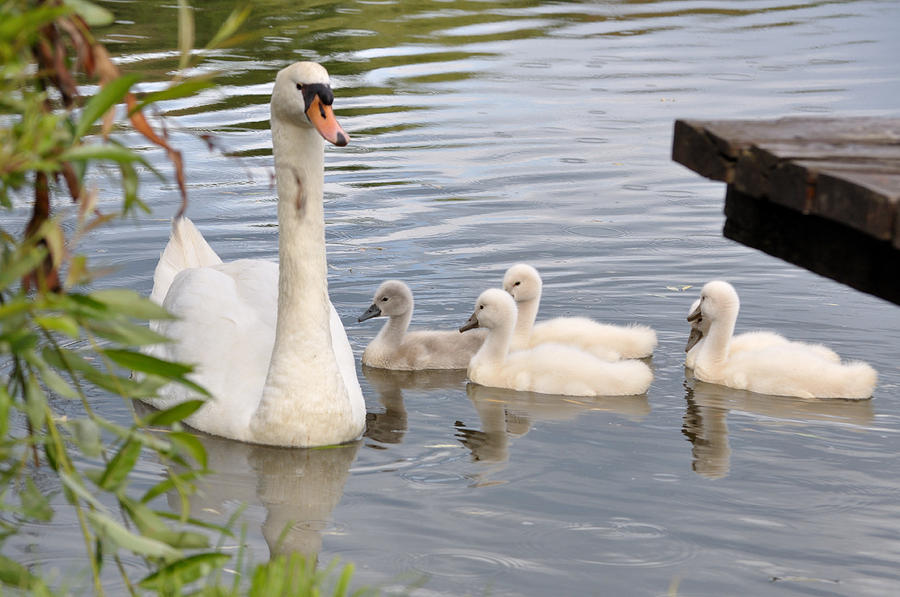 Swan And Chicks Photograph