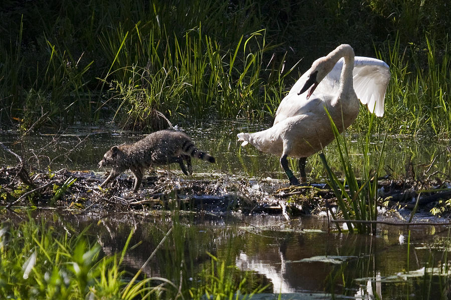 Swan and Coon on Beaver Dam Photograph by Michael Dougherty