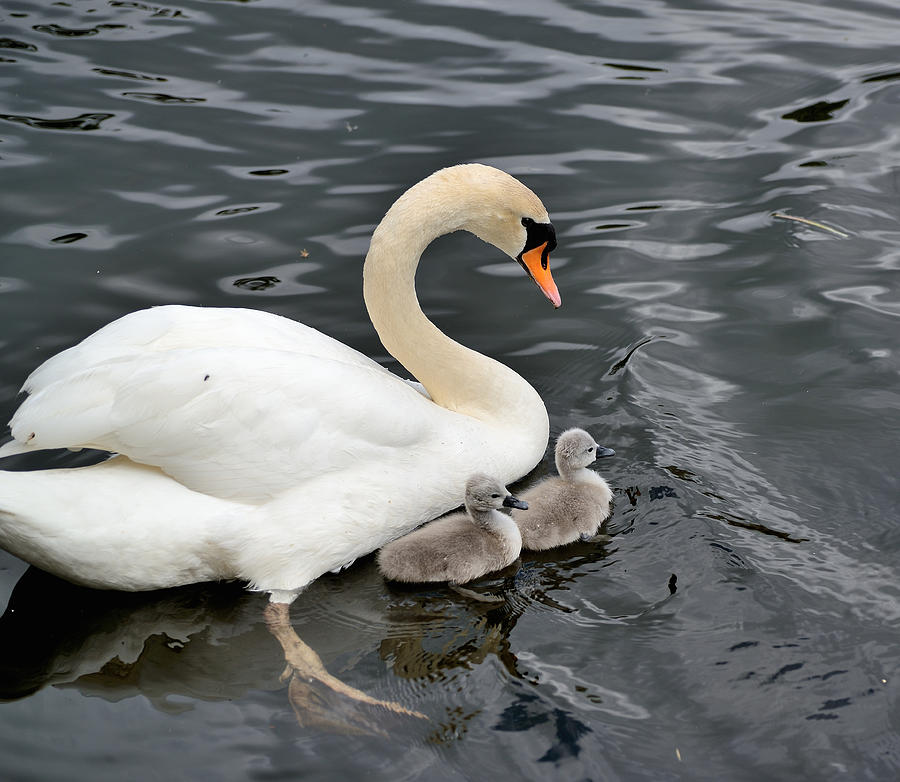 Swan and Cygnets Photograph by Kathy King
