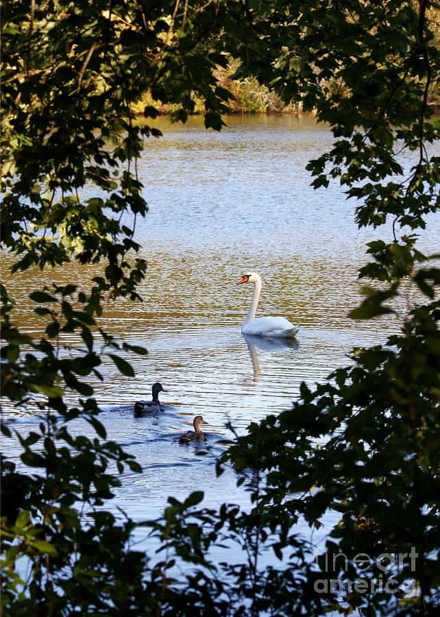 Swan and Ducks through Trees Photograph by Carol Groenen