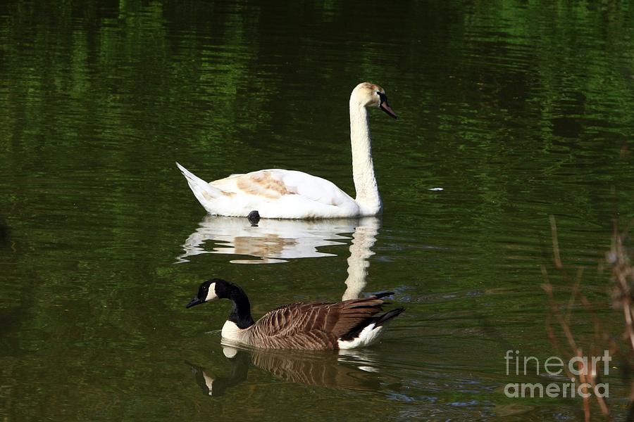 Swan and Goose Photograph by Jeremy Hayden