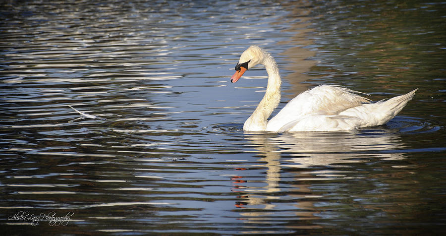 Swan And Her Drifting Feather Photograph