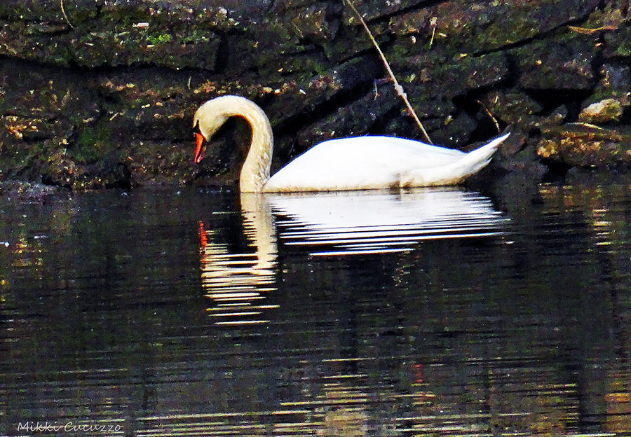 Swan and Reflection Photograph by Mikki Cucuzzo