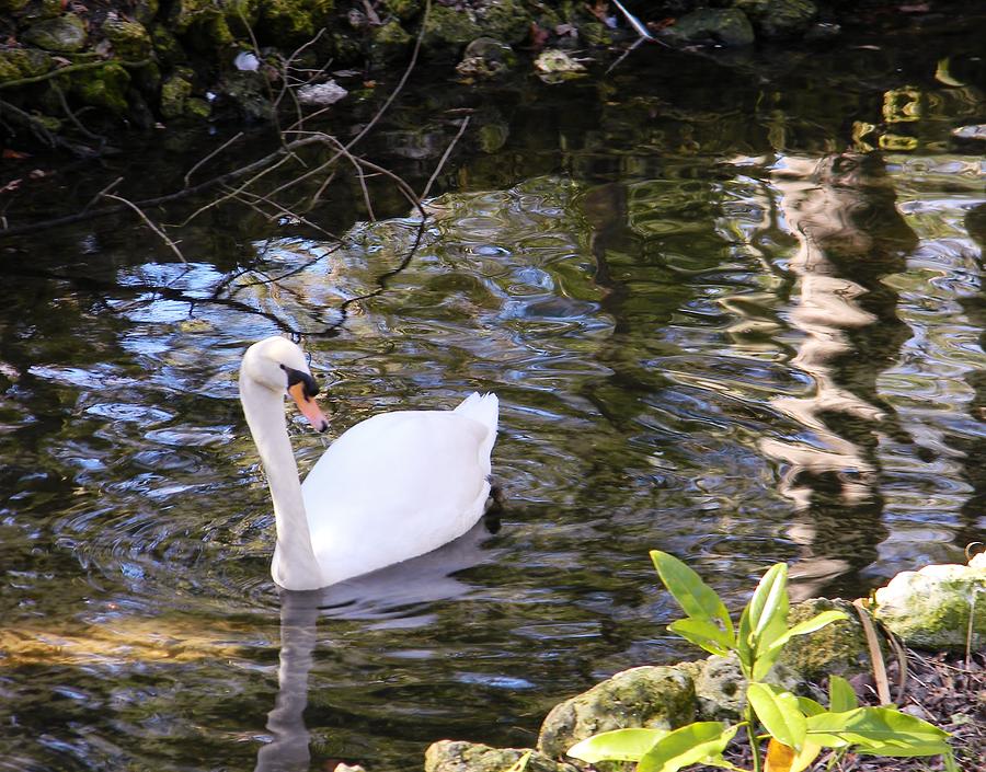 Swan and Reflections Photograph by Warren Thompson
