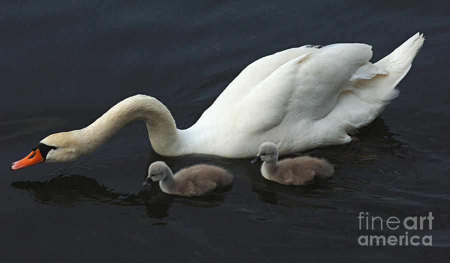 Swan And Signets Photograph by Bob Christopher