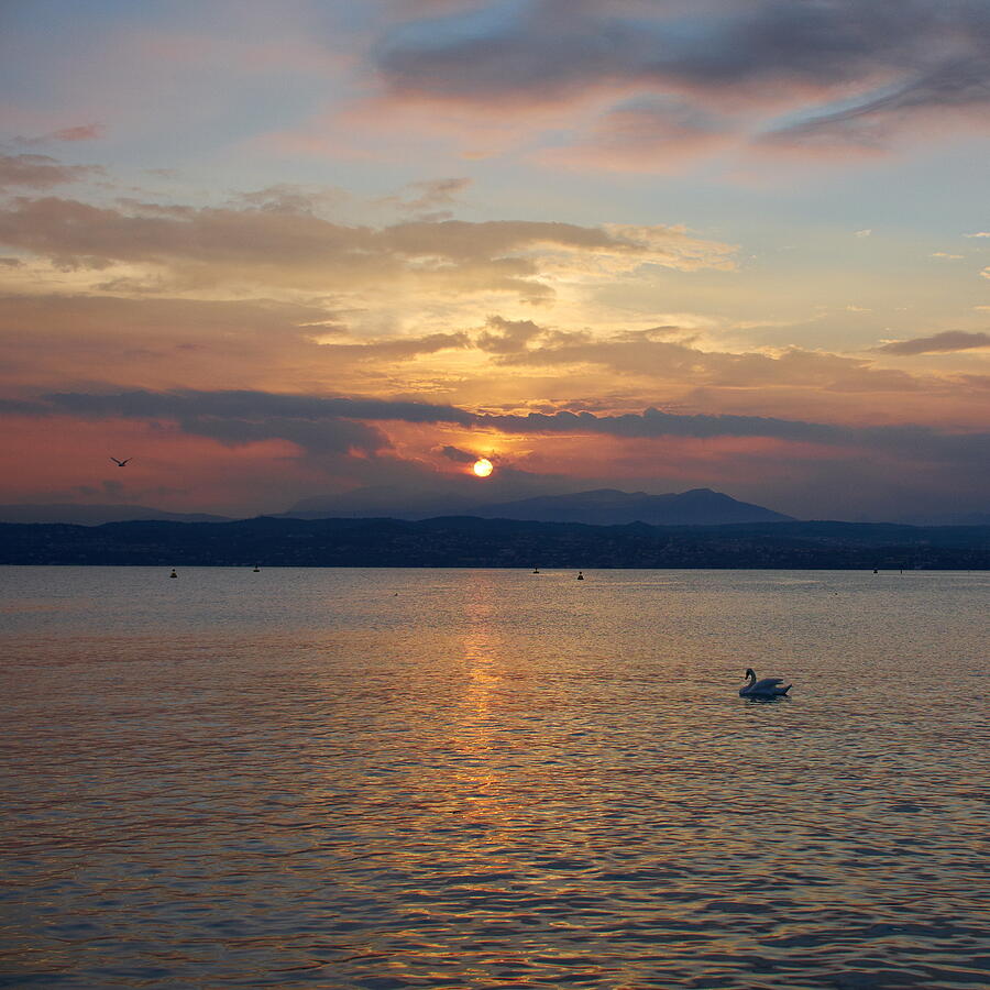 Swan and Sunset. Sirmione. Lago di Garda Photograph by Jouko Lehto