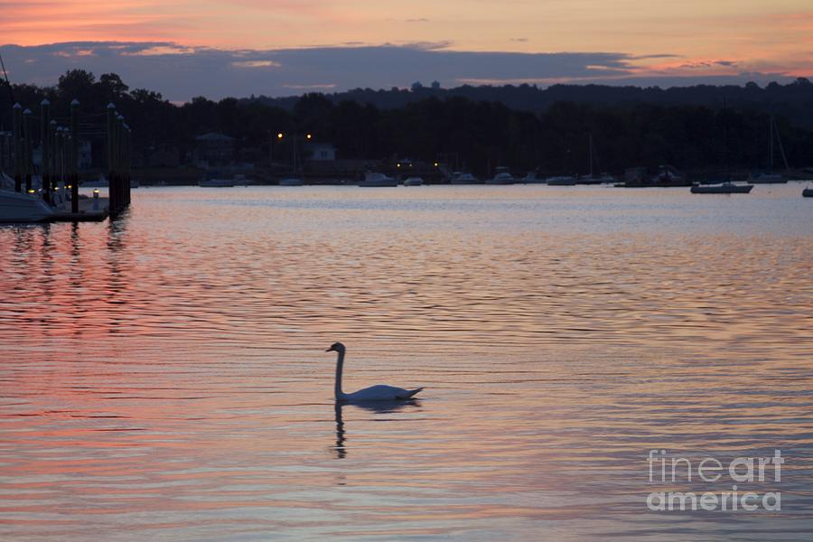 Swan at Dusk Photograph by Sean Conklin