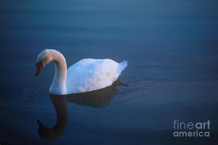 Swan at Sunrise Photograph by John Harmon