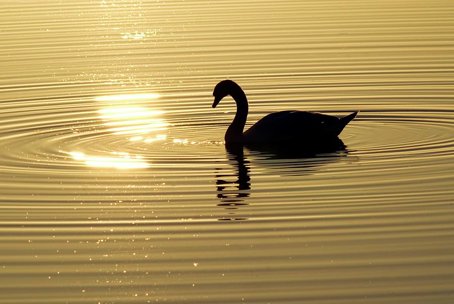 Swan At Sunset Photograph by Dr. John Brackenbury/science Photo Library