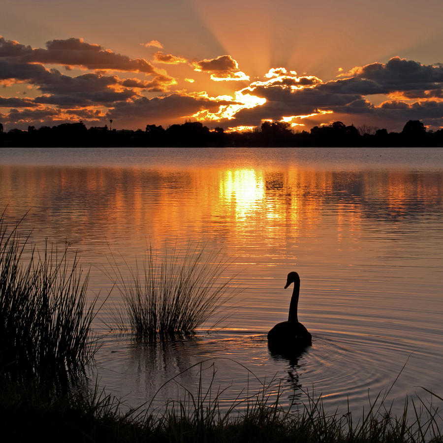 Swan At Sunset Photograph by Jennie Stock
