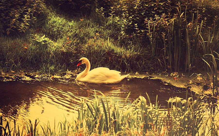 Swan Photograph - Swan at the Golden Lake by Jenny Rainbow