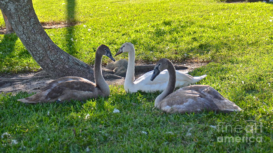 Swan Babies Photograph by Carol  Bradley