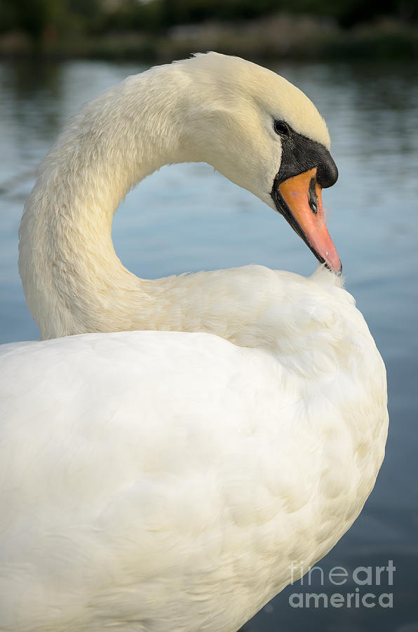 England Photograph - Swan ballet by OUAP Photography England Photograph - Swan ballet by OUAP Photography