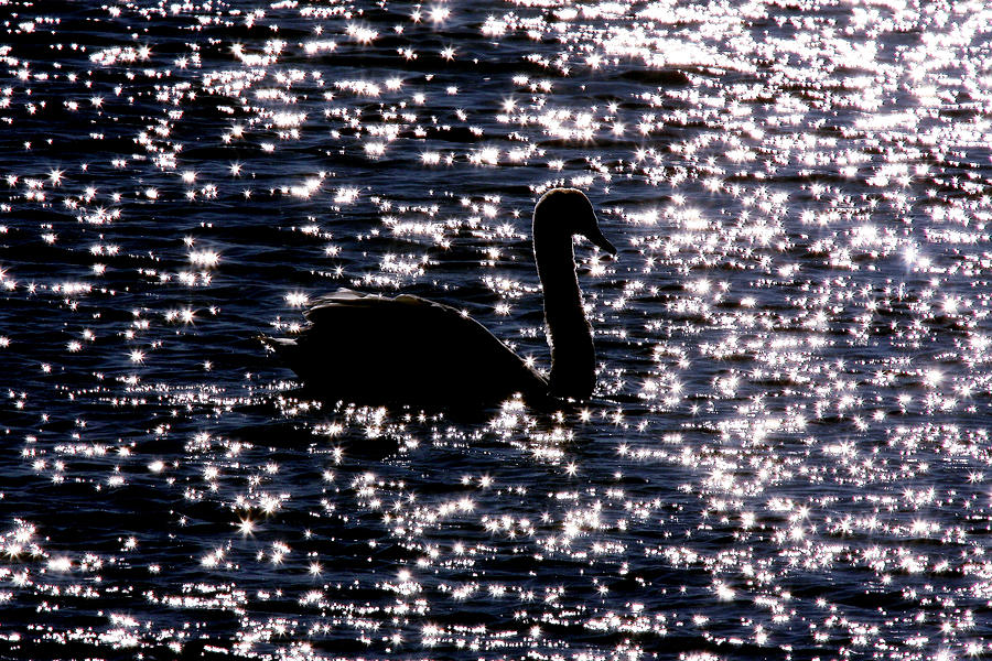Swan Bay Photograph by Dawn J Benko