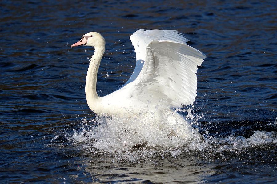 Swan Beautiful Photograph by DVP Artography - Fine Art America