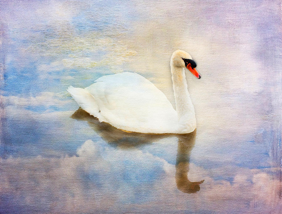 Swan Beauty Photograph by Melinda Dreyer