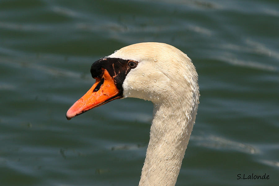 Swan Photograph - Swan Beauty by Sarah  Lalonde