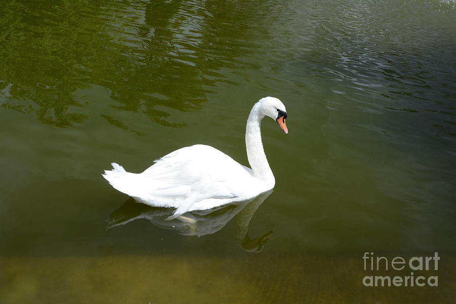 Nature Photograph - Swan by Bernard Jaubert