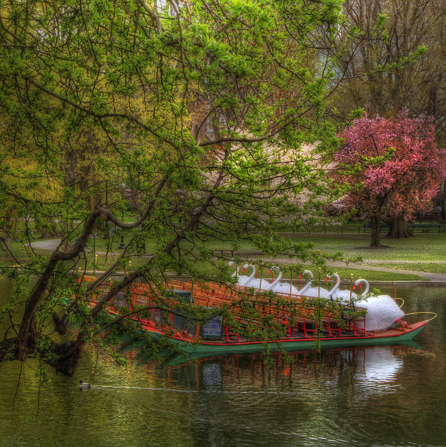 Boston Photograph - Swan Boats in Boston Public Garden by Joann Vitali