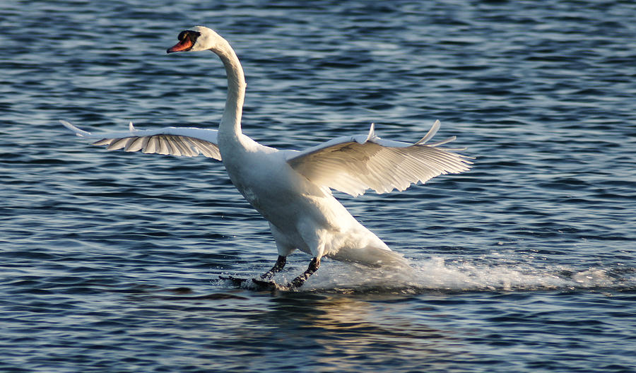 Swan Brakes Photograph by Georgia Mizuleva