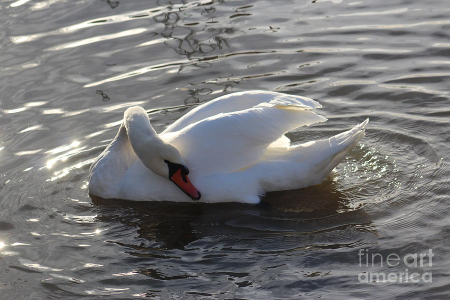 Swan by the Lake # 2 Photograph by Jeanette Rode Dybdahl